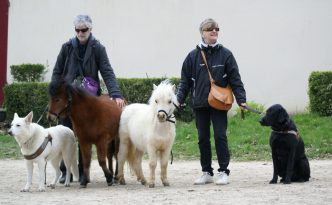 Quintette : Chiens et mini-chevaux guides d'aveugles